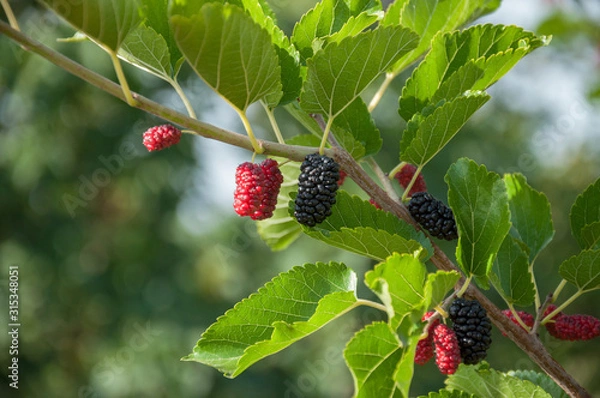 Obraz Ripe mulberry berries on a branch with leaves in the garden. Space for text. Green berry background.