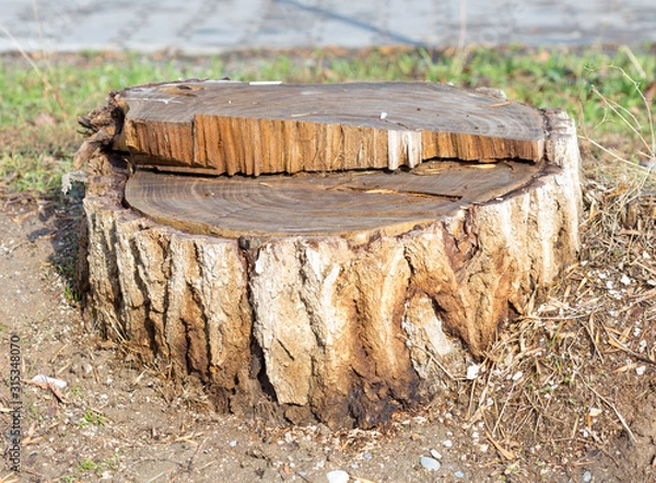 Obraz A tree stump in the garden. Old stump in the park