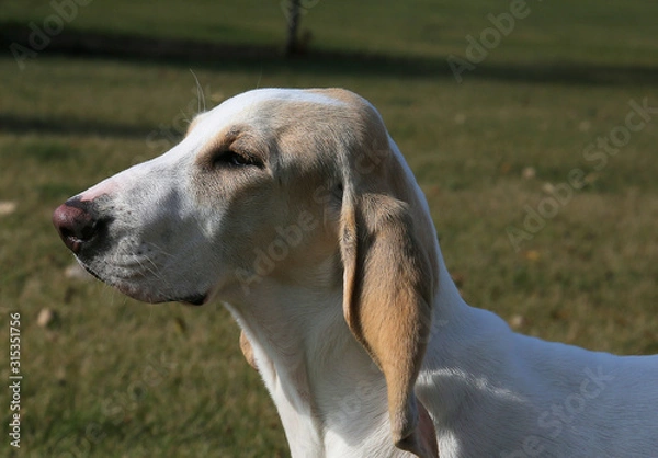 Obraz Close up side view of a Porcelaine Hound puppy's head