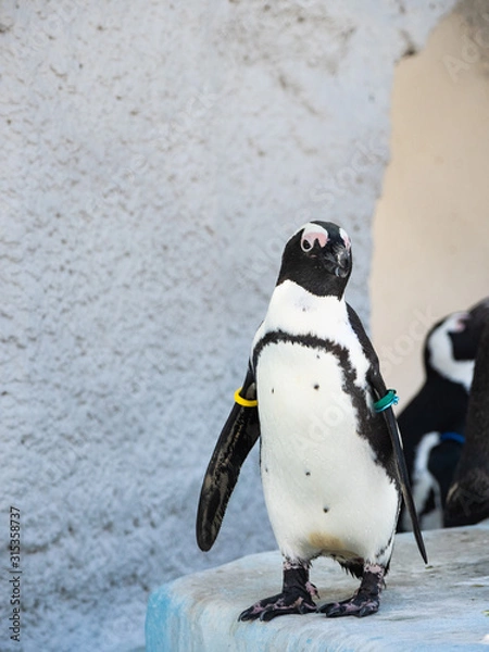 Obraz ケープペンギン