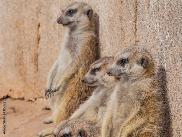 Fototapeta funny meerkats in the sun