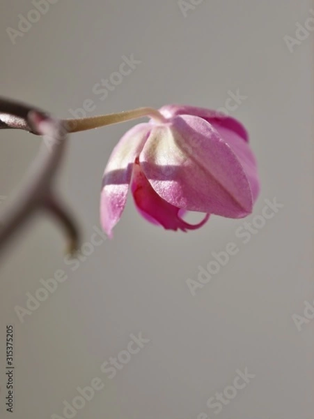 Fototapeta orсhid