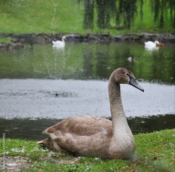 Obraz swan on lake