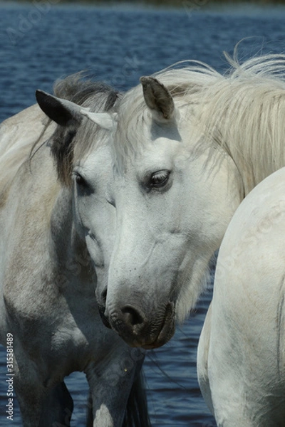 Obraz White Horses