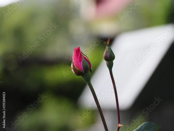 Obraz flower in garden