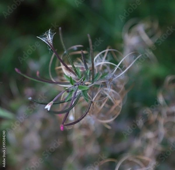 Fototapeta spider on the web