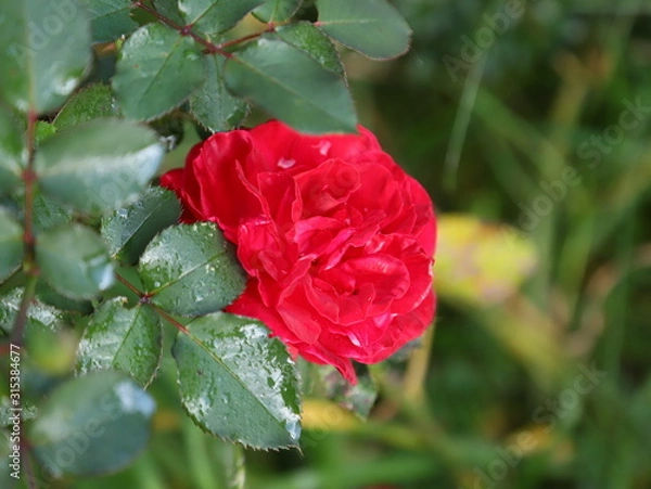Obraz red rose in garden