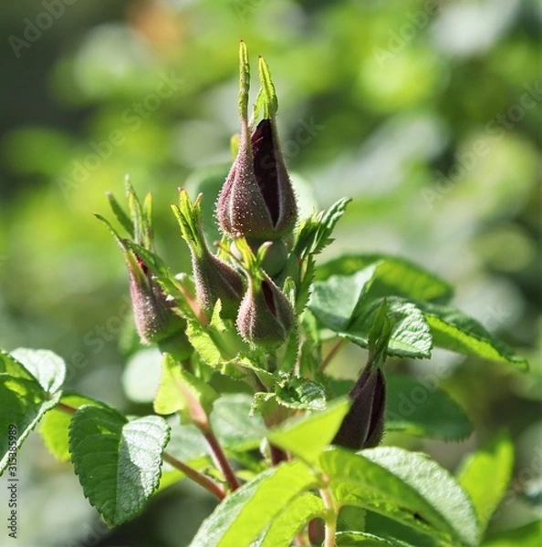 Obraz green flower bud