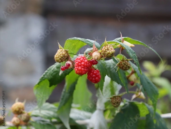 Obraz red berries on a bush