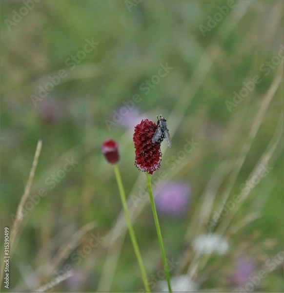 Obraz red butterfly on a flower