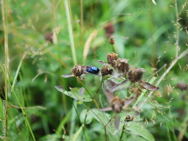 Fototapeta ant on leaf