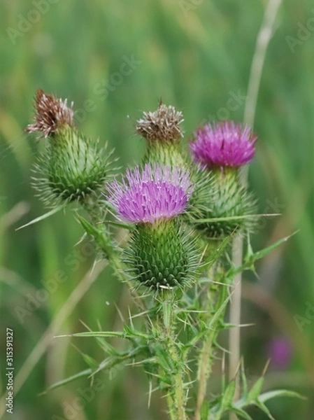 Obraz bee on a flower