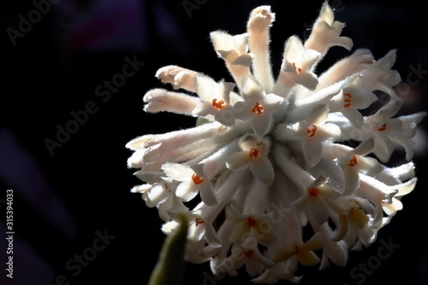 Obraz Arbusto della carta (macro)