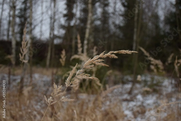 Obraz grass in winter forest