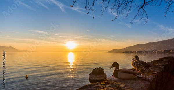 Fototapeta Ducks watching the sunset from their vantage point