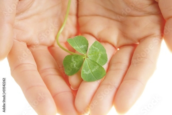 Fototapeta クローバー