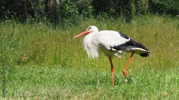Fototapeta OLYMPUS DIGITAL CAMERA