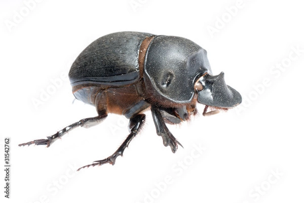 Fototapeta dung beetle