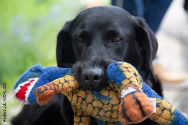 Obraz dino black lab