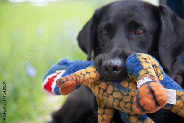 Obraz dino black lab