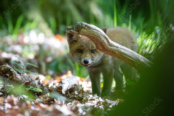 Fototapeta Renardeau