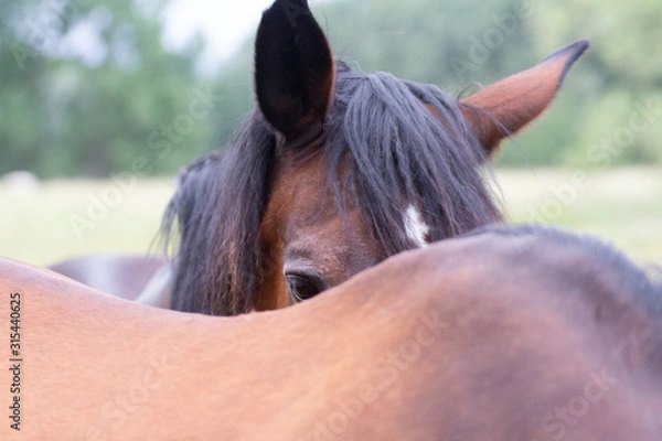 Fototapeta Cheval caché