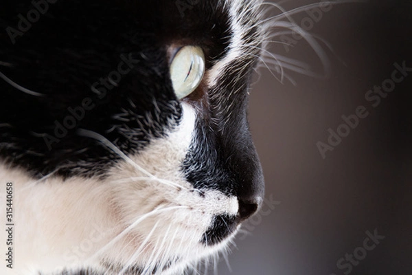 Fototapeta Chat de profil