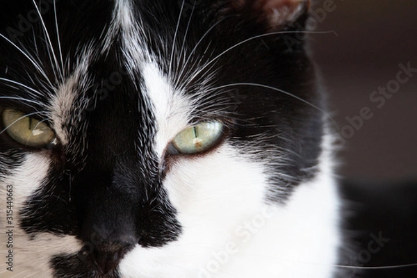 Fototapeta Chat de face