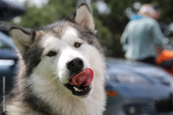 Obraz husky derp face