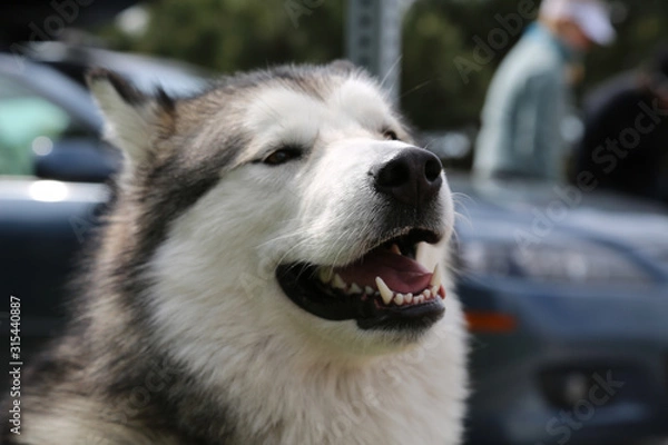 Obraz husky derp face