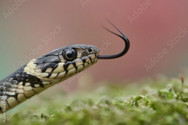 Obraz The Grass snake Natrix natrix in Czech Republic