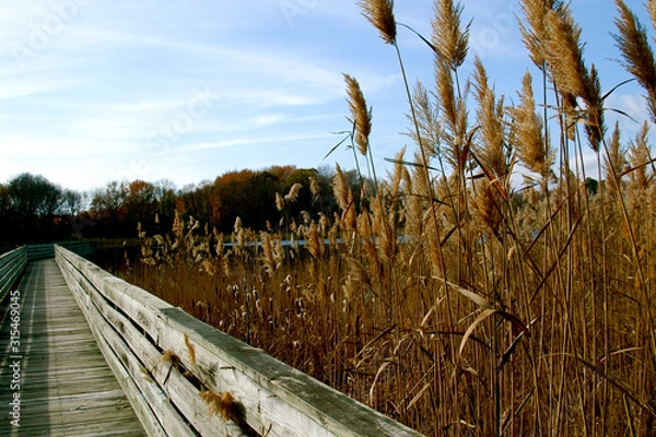 Obraz View from the boardwalk portion of the trail, blue sky and framed by fragmite at Prime Hook National Wildlife Refuge, Delaware