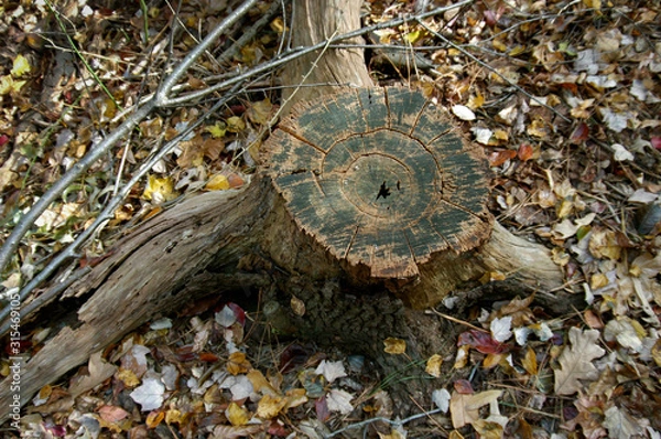 Obraz View from above of a tree stump featuring green pattern and fall leaves surrounding