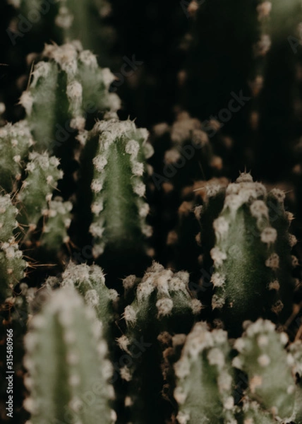 Obraz cactus group photographed in detail	