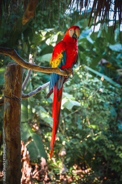 Obraz Scarlet macaw standing on a branch in the middle of the jungle.
