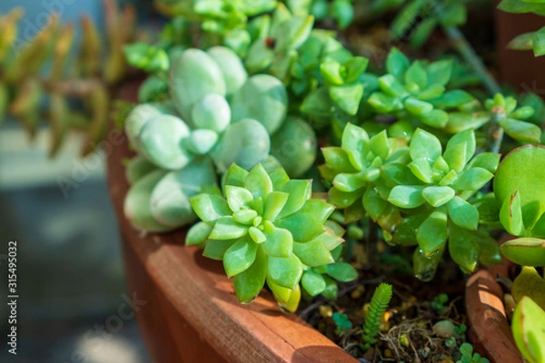 Obraz みずみずしい多肉植物