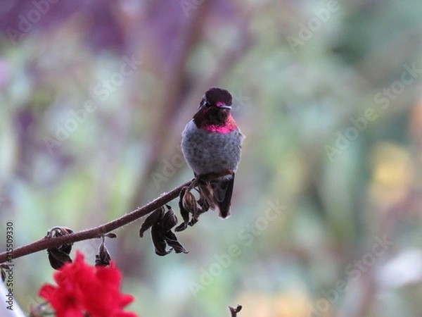Obraz Anna's hummingbird