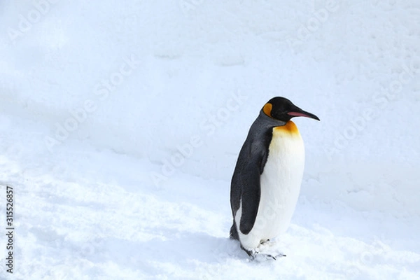 Fototapeta キングペンギン