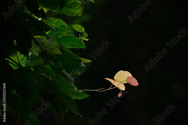 Obraz lily in pond