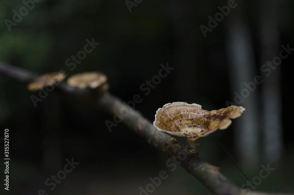 Obraz lizard on the tree