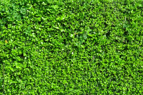 Obraz Green grass wall texture for backdrop design and eco wall.