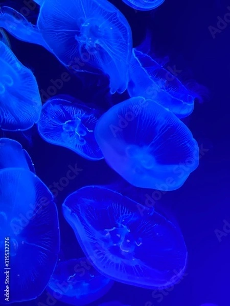 Obraz 幻想的なクラゲ