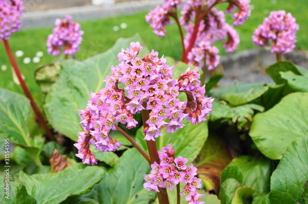 Fototapeta Herzblättrige Bergenie