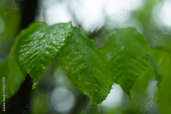 Obraz Raindrop covered leaves following rain storm