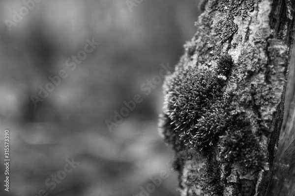 Obraz Moss on a tree black and white 
