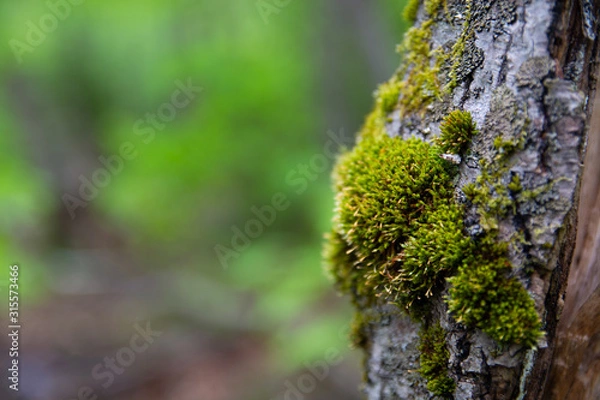 Fototapeta Moss on a Tree 