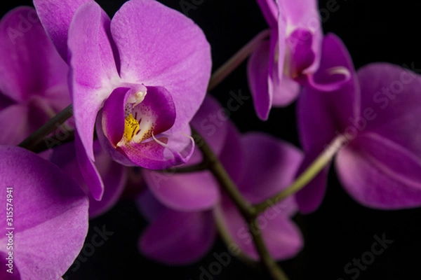 Fototapeta A branch with purple phalaenopsis flowers close-up similar to outlandish creatures on a dark background.