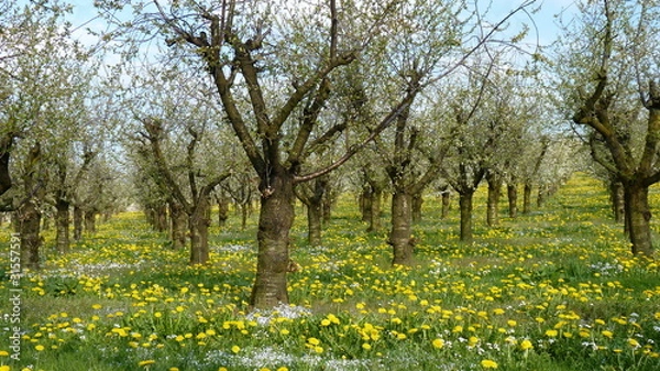 Obraz Feld mit Löwenzahn und Obstbäumen