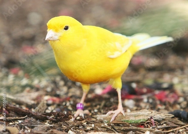 Obraz YELLOW CANARY