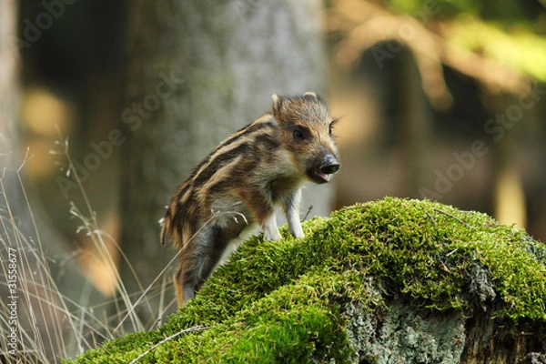 Obraz Young wild boar